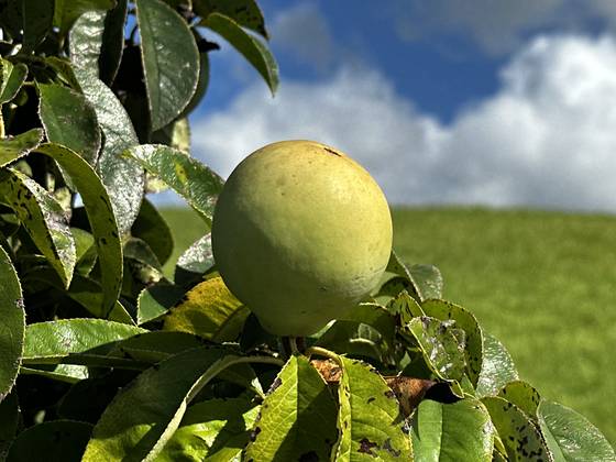 지난 8월 25일 제주 생각하는 정원에 열린 모과. 최충일 기자