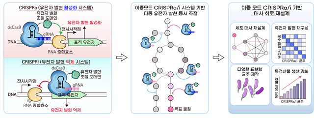 이중모드 CRISPR 유전자 가위 시스템의 작동 원리와 다중 유전자 동시 조절 모식도. (좌)이중모드 CRISPR 유전자 가위의 원리. 가이드 RNA(gRNA)가 표적 서열에 결합하면, dxCas9-CRP가 전사 시작점 주변에서 RNA 중합효소의 결합을 촉진(CRISPRa) 하거나 저해(CRISPRi)하여 유전자 발현을 정밀하게 제어한다. (중) 대장균의 전체 유전자를 대상으로 한 대규모 스크리닝으로 목표 물질 생산 최적화를 위한 핵심 조절 표적 위치들을 탐색하고, 유전자 발현의 활성화·억제를 동시에 조절하여 목표 물질 생산 대사회로를 재설계한다. (우) 이중모드 CRISPR 유전자 가위 시스템은 세포 대사의 체계적 재설계, 유전자 발현의 정밀 재구성, 다양한 기능을 수행할 수 있는 미생물 균주 구축을 가능하게 하며, 궁극적으로 목표 물질의 생산성을 유의미하게 증대시킨다. 본 연구에서는 이중모드 CRISPR 유전자 가위 시스템을 대장균에 적용하여 항암 효과가 있는 보라색 기능성 바이오 색소인 ‘바이올라세인’의 생산성 고도화를 입증하였고, 다른 박테리아로 종으로의 확장 가능성도 확인했다. KAIST
