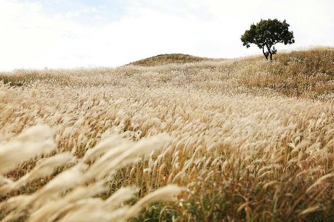 합천 황매산 억새 절경. 합천군 제공