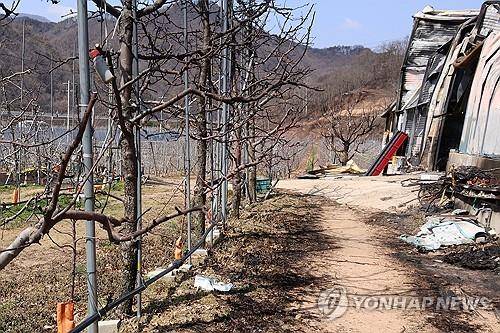 불에 탄 사과나무 [연합뉴스 자료사진]