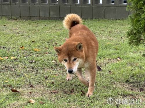 ◇춘천시 동물보호센터에서 보호하고 있는 시바견. 공고번호