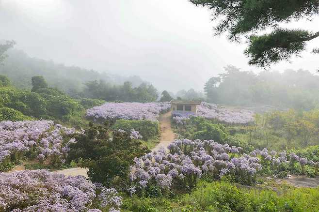 개미취가 흐드러진 봉천사 입구.