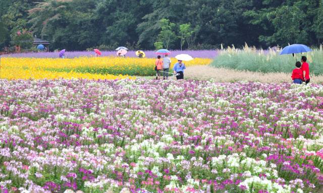 가을비가 내린 지난 7일, 경남 함양군 상림경관단지에서 꽃구경을 나온 관광객이 우산을 들고 만개한 가을꽃을 구경하며 즐거운 시간을 보내고 있다. 상림경관단지는 우리나라에서 가장 오래된 인공림 '상림공원' 옆에 조성된 대규모 화단으로, 가을에는 단풍과 버들마편초, 황화코스모스 등 다양한 가을꽃을 볼 수 있다. 함양군 제공
