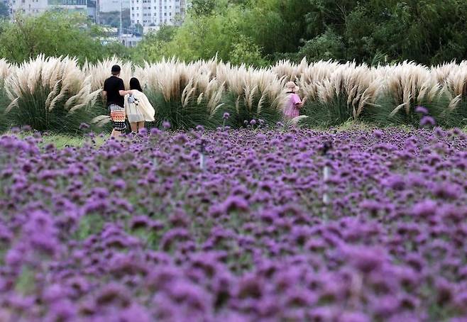 선선한 가을 날씨를 보인 18일 부산 강서구 대저생태공원을 찾은 시민들이 활짝 핀 버베나꽃과 팜파스그라스를 구경하고 있다. /뉴시스