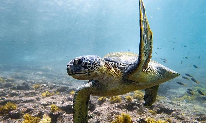 그린피스 환경감시선 아틱 선라이즈(Arctic Sunrise)가 지난해 3월 갈라파고스 탐사 중 촬영한 바다거북. 그린피스 제공