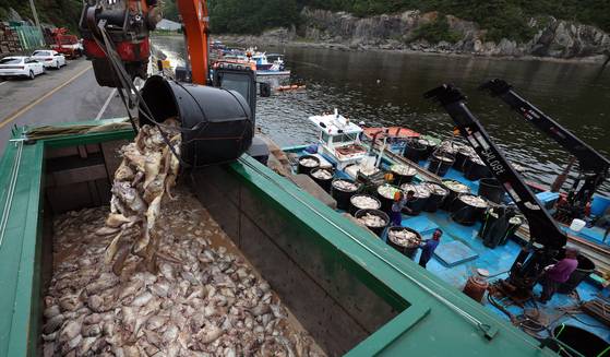 연일 적조가 이어지는 지난 1일 오후 경남 남해군 미조면 한 항구에서 집단 폐사한 참돔의 수거 작업이 진행되고 있다. 연합뉴스