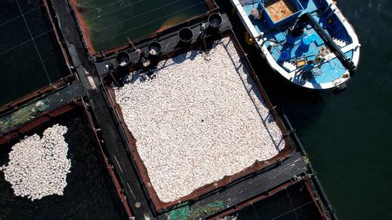 지난달 29일 경남 남해군 미조면 미조로 해상 가두리 양식장에서 어민이 적조로 집단 폐사한 참돔을 수거하고 있다. 연합뉴스=독자