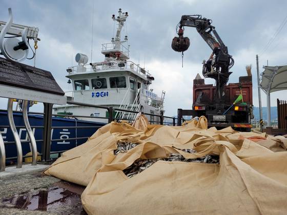 2022년 10월 경남 창원시 마산만(진해만에 포함된 내만)에서 산소부족 물덩어리로 집단 폐사한 정어리 사체가 수거되고 있다. 중앙포토