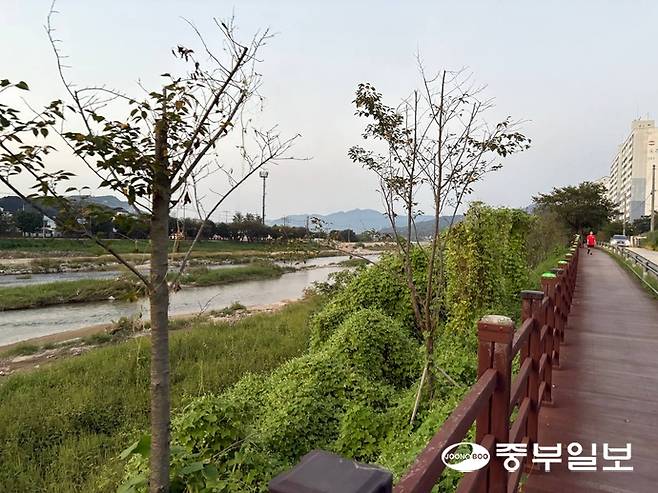 포천천변에 설치된 나무데크 옆으로 풀이 무성하다. 정리되지 않은 풀숲에 있던 뱀들이 데크 위로 올라온 것으로 추정된다. 사진=김두현기자