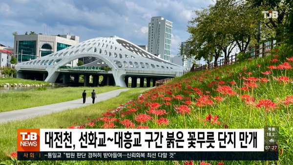 대전천, 선화교~대흥교 구간 붉은 꽃무릇 단지 만개