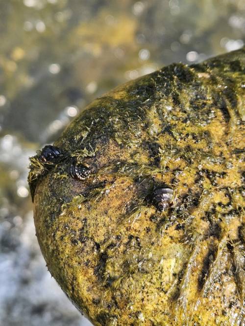 ◇정선군이 남한강 상류 생물 다양성 보전을 위한 기초자료 연구용역 도중 골지천 일원에서 환경부 지정 멸종위기종인 염주알 다슬기 집단 서식이 확인돼 관심을 모으고 있다. <사진제공=(주)케이에코>