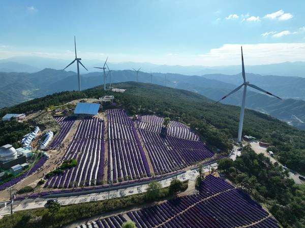 23일 거창군 감악산 정상과 별바람언덕에서 '제5회 감악산 꽃별여행'이 열렸다. 이날 방문한 시민들이 정상에 핀 애스터 꽃을 감상하고 있다. 축제는 내달 12일까지 열린다. /김연수 기자