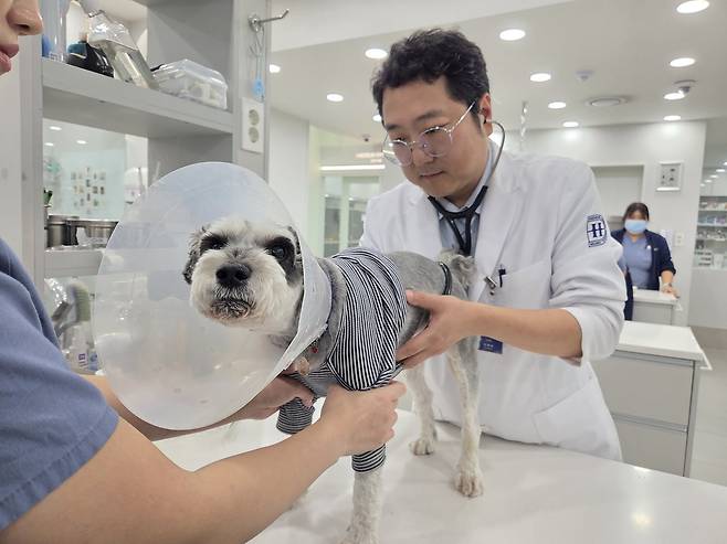이재원 해든동물의료센터 의정부점 내과 원장이 반려견 기본 검사를 하고 있다. ⓒ 뉴스1 한송아 기자