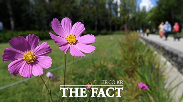 절기상 낮과 밤의 길이가 같아지는 추분이자 화요일 23일은 내륙을 중심으로 낮과 밤의 기온차가 10도 안팎으로 크겠다. 오전부터는 제주에, 늦은 밤부터는 남해안에 비가 내릴 전망이다. 사진은 서울 마포구 연남동 일대 공원에서 시민들이 가을을 만끽하고 있는 모습./더팩트DB