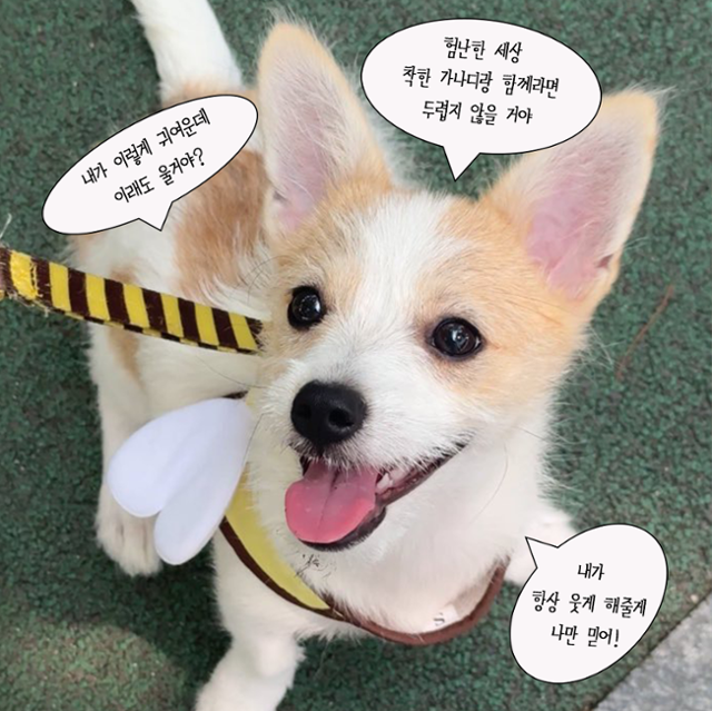 오늘의 주인공, 망고 등장!