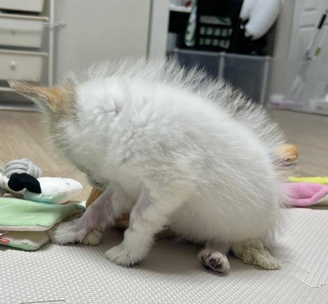 강아지가 어떻게 민들레 홀씨일 수가 있죠!?