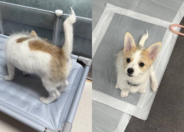 번개 모양 꼬리!