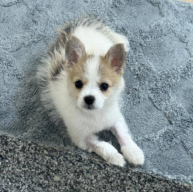 민들레 홀씨 강아지, 망고입니다!