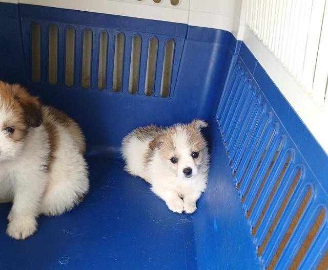 어렸을 적 동배들과 함께 구조된 망고예요.