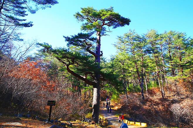 가을의 금강소나무 숲. 울진군 제공