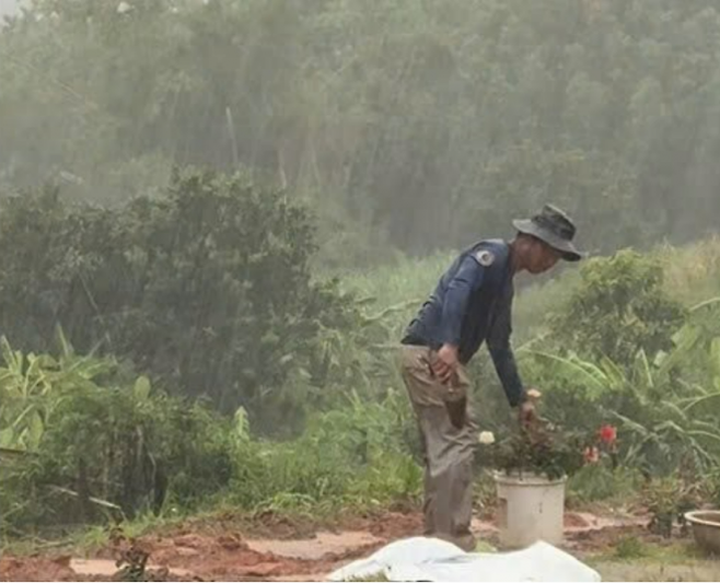 폭우가 쏟아지는 가운데에도 아내에게 바치는 마지막 선물인 장미덤불을 심고 있는 응웬 반 쭝(40) 씨의 모습. VN익스프레스