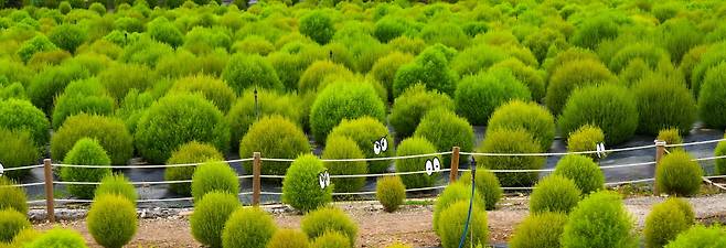 코키아의 푸른 잎은 10월 초~중순이면 단풍처럼 붉게 물든다