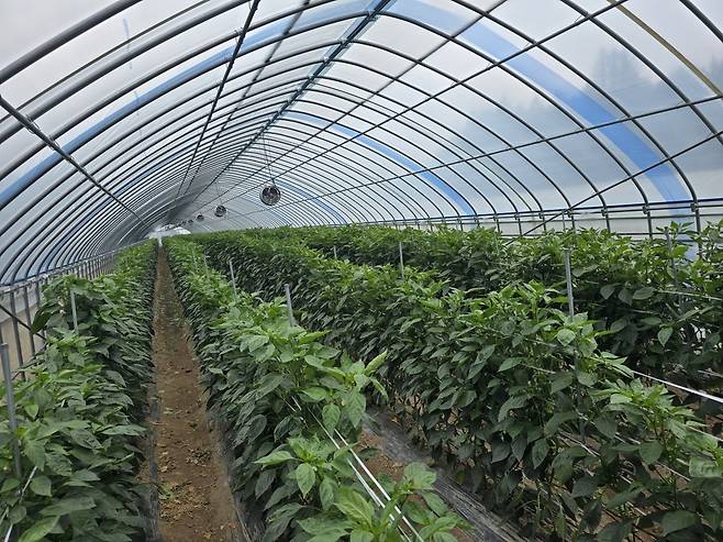 차열망 피망 [강원 고성군 제공. 재판매 및 DB 금지]