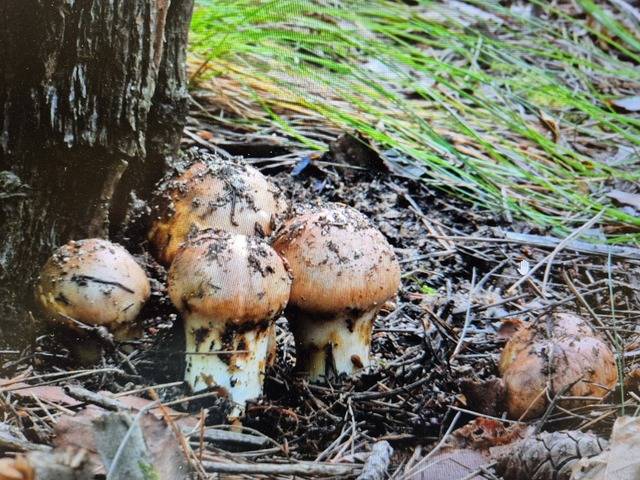 소나무 인근에서 생산되는 송이버섯. 대구일보 DB