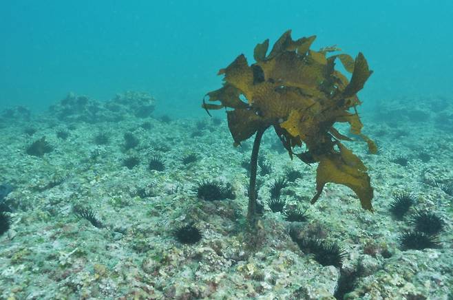 제주 연안 바다에 확산된 갯녹음 현상.