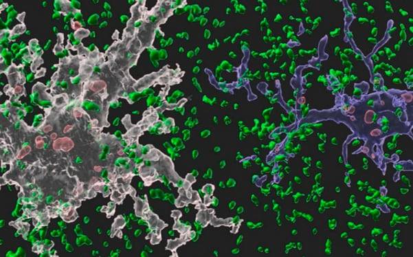별아교세포(흰색)가 시냅스(녹색·붉은색)를 먹어 치우는 모습./한국과학기술원(KAIST)