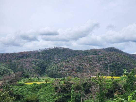 지난 22일 경북 포항시 남구 구룡포읍의 한 야산에 소나무재선충병에 감염된 고사목들이 상당수 관측되고 있다. 김정석 기자
