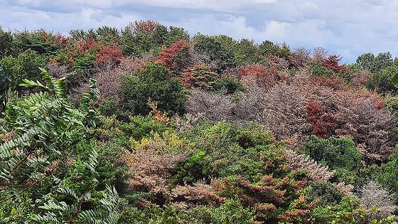 지난 22일 경북 포항시 남구 구룡포읍의 한 야산에 소나무재선충병에 감염된 고사목들이 상당수 관측되고 있다. 김정석 기자
