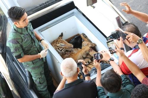 말레이호랑이 사체 [스타 홈페이지 캡처. 연합뉴스]