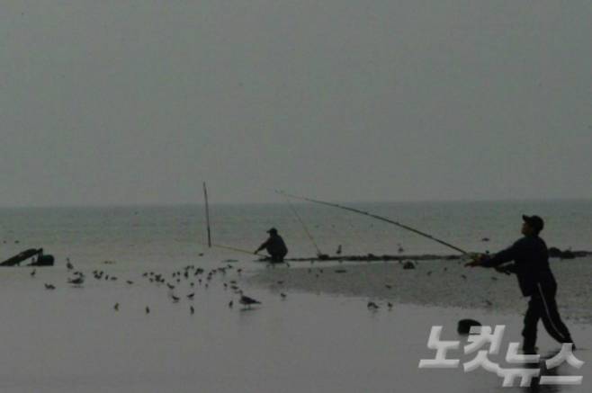 갯벌이 사라지기 전 새만금의 모습. 먹이활동을 하는 새들과 낚시꾼이 몇 발짝 안에서 공존하고 있다. 새만금시민생태조사단