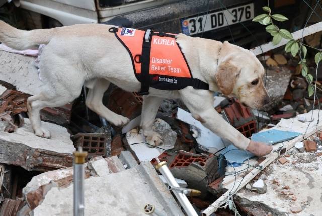 지난 2023년 2월 10일(현지시간) 튀르키예 하타이 안타키아 시내에서 구조작업 중 부상을 입은 구조견 '토백이'가 발에 붕대를 감은 채 수색 작업을 이어가고 있다. 연합뉴스