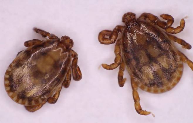 광주시보건환경연구원은 추석연휴를 앞두고 진드기 물림과 설치류 매개 감염병의 각별한 주의를 당부했다. 사진은 개피참진드기./광주시보건환경연구원 제공