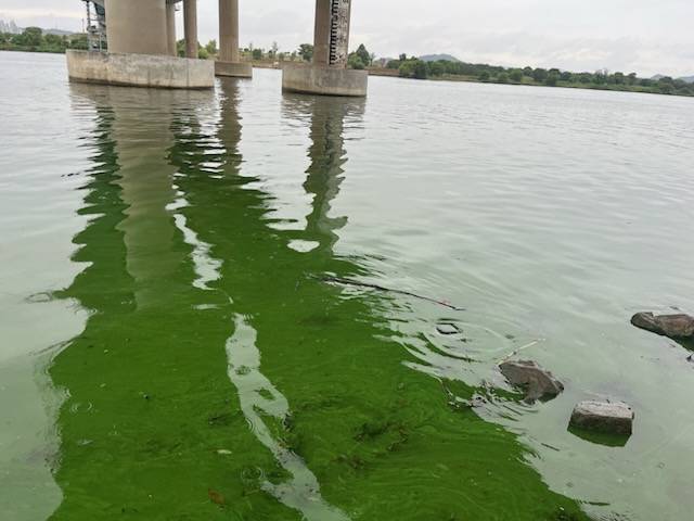 25일 낙동강 강정고령보 하류인 화원유원지에서 촬영된 모습. 녹조 알갱이들이 강에 흩뿌려져 있다. 낙동강네트워크 제공