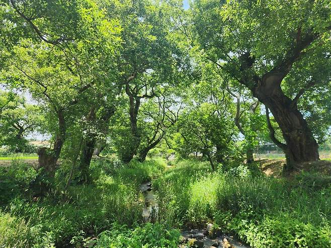 고창 삼태마을숲 내부 모습(국가유산청 제공)