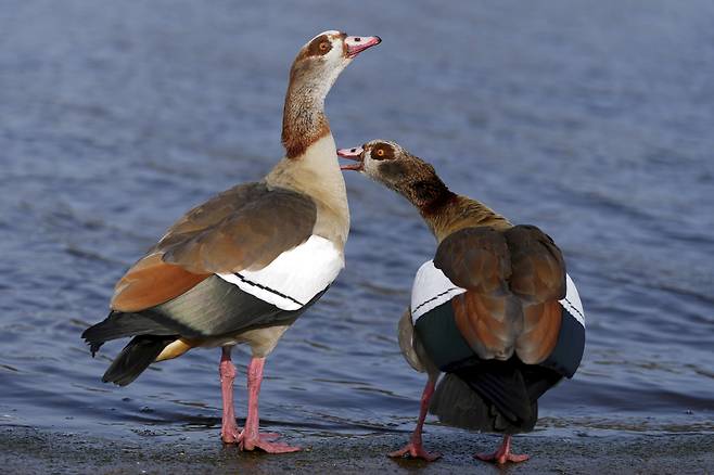 지난 2월 17일(현지시간) 영국 런던 하이드파크의 서펜타인 호수에서 이집트 거위들이 햇볕을 쬐고 있다. AP=연합뉴스