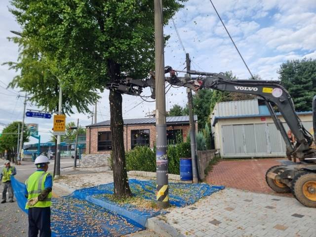 ▲ 춘천시는 오는 10월 20일까지 지역내 암그루 은행나무에 맺힌 은행 열매를 선제적으로 수확하는 은행 열매 조기 채취 사업을 진행한다.