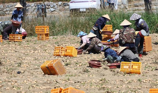 Foreign laborers wearing traditional Vietnamese hats work on a potato farm in Gangwon on July 23. [YONHAP]