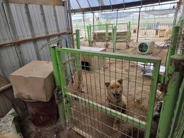 인천 유기동물 보호소에서 보호 중인 유기동물. 경기일보DB