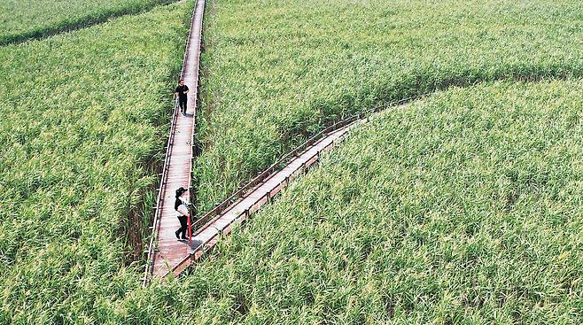 전남 강진역에서 15분쯤 걸으면 갈 수 있는 강진만 생태공원의 드넓은 갈대밭과 산책로.