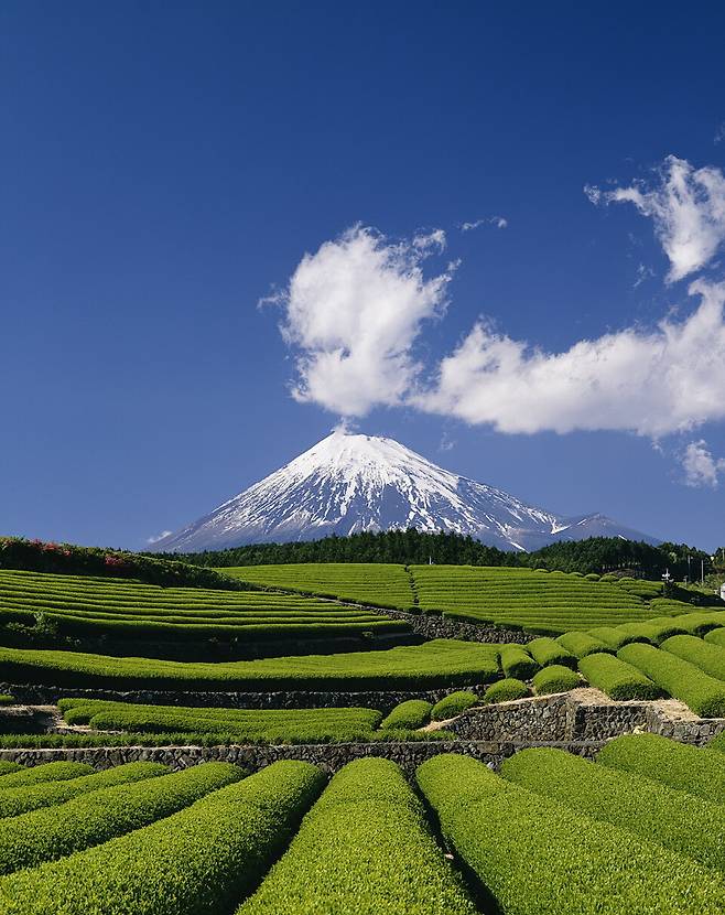후지산이 보이는 시즈오카의 녹차밭, 오부치사사바