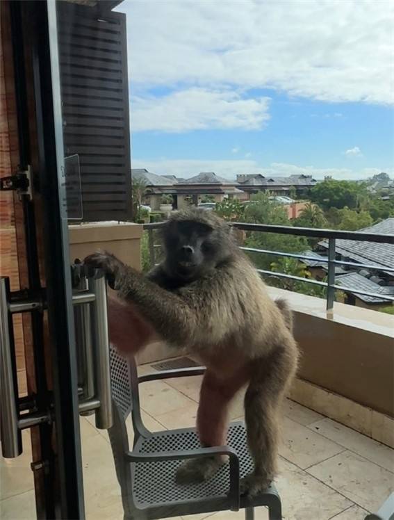 문을 열고 들어오려는 바분(Baboon·개코원숭이) [이은별 제공. 재판매 및 DB 금지]