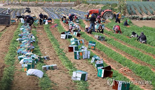 가뭄과 폭염 이겨낸 당근 수확 연합뉴스 자료사진]