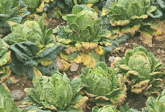 병든 배추들 [촬영 양지웅]