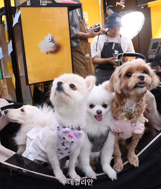 반려동물 모습. ⓒ뉴시스