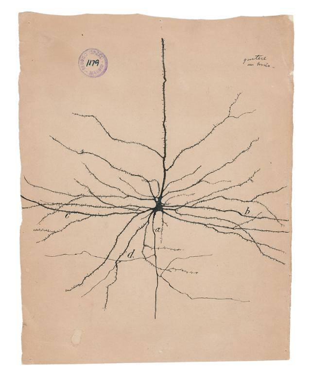 카할이 그린 대뇌피질의 피라미드 뉴런 ⓒCSIC