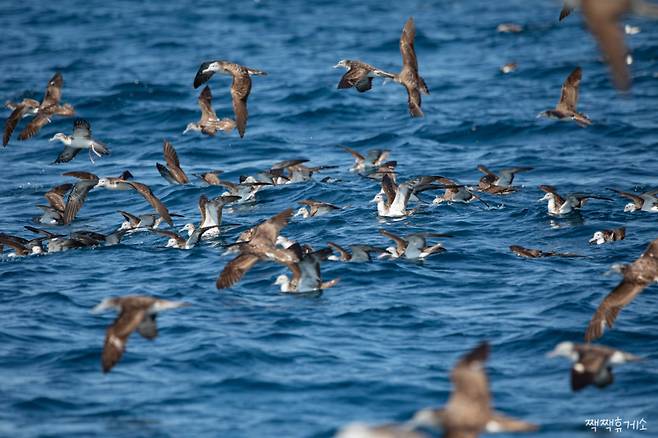 슴새 무리. 짹짹휴게소 제공.&nbsp;